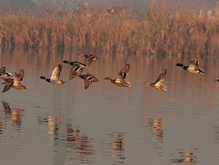 b202121418-aironi-e-anatre-alle-porte-di-firenze