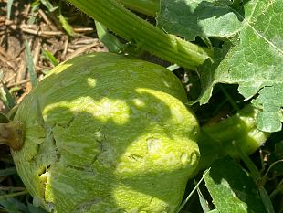 nubifragio-tanta-grandine-nelle-campagne-fiorentine