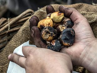 castagnatura-di-raggiolo-2022-le-date