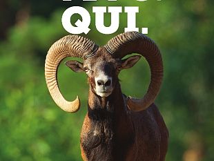 il-tar-toscana-accoglie-la-richiesta-di-sospensiva-alla-caccia-di-selezione-al-capriolo