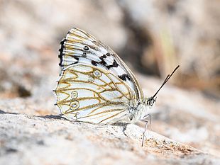 la-diversita-delle-farfalle-siciliane-uno-studio-fiorentino