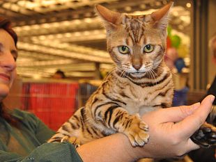 esposizione-felina-a-firenze-domani-lultimo-giorno