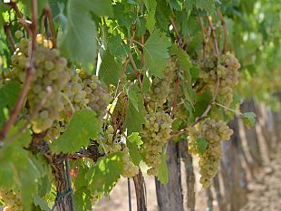 vino-settimana-di-eventi-a-firenze