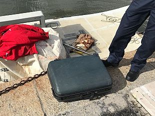 valigia-sospetta-nasconde-la-carcassa-di-un-cane-ecco-cosa-dichiara-la-proprietaria
