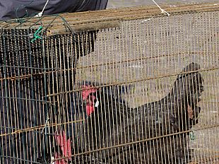 grande-successo-per-le