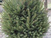 abeti-di-natale-diventeranno-compost