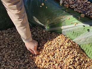 sagra-della-farina-dolce-il-trionfo-dellautunno