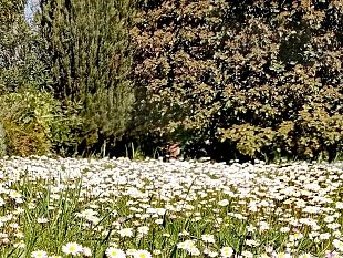 micro-foresta-urbana-a-novoli-un-filtro-verde-per-la-citta