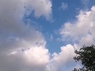 caccia-vittoria-inattesa-degli-ecologisti