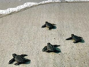 nate-nella-notte-a-s-vincenzo-le-prime-45-piccole-tartarughe-marine