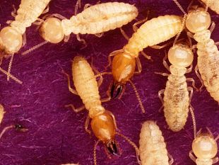 allarme-termiti-divorano-tutto