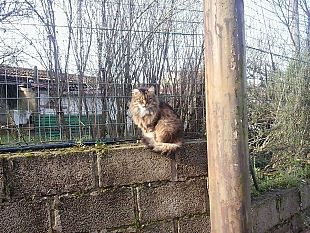 oggi-17-febbraio-e-la-festa-del-gatto