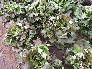 agricoltura-2020-nel-segno-del-covid