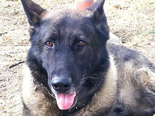 morto-akron-amato-cane-dei-vigili-commozione-a-prato