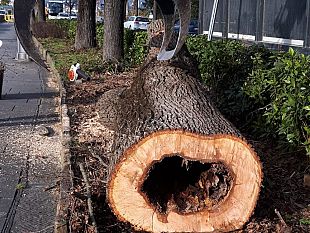 collina-di-firenze-panoramica-piu-sicura-alberi-cavi-sostituiti-da-nuove-piante