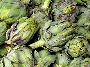 temperature-sotto-zero-in-toscana-a-rischio-la-produzione-del-carciofo