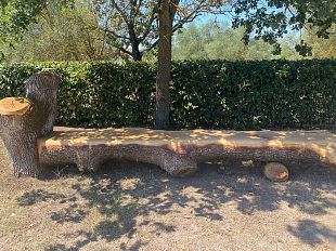 dallalbero-secolare-caduto-nasce-una-panchina