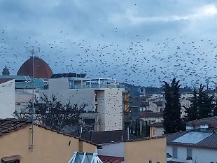 stormi-di-storni-in-crescita-a-firenze