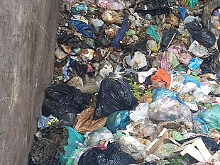 cane-finito-tra-i-rifiuti-dellorganico-salvo-per-miracolo