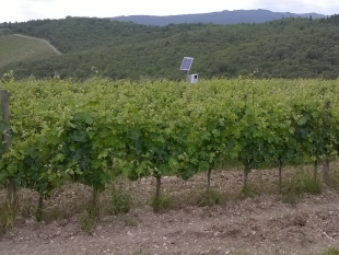 ungulati-cinghiali-e-caprioli-ultrasuoni-a-difesa-delle-coltivazioni