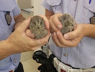 piccole-civette-in-mezzo-alla-strada-salvate-dalla-municipale