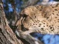 b009171432-museo-di-storia-naturale-ghepardi-della-namibia-in-corsa-contro-l-estinzione