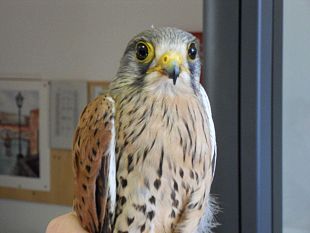 b012101601-la-polizia-provinciale-salva-un-gheppio-ferito