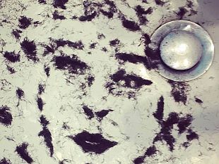 la-vespa-azzurra-pietro-cappelli-punge-lestro-di-massimiliano-rinaldi