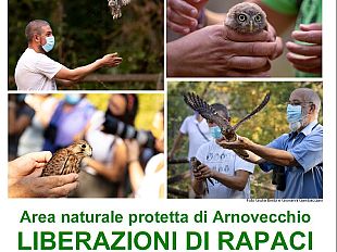liberazioni-pubbliche-di-civette-gheppi-e-poiane