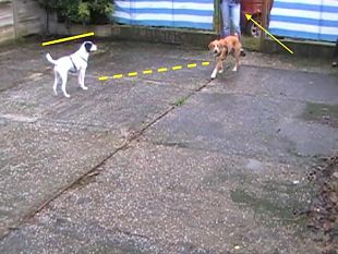 aggressivita-dei-cani-ecco-i-segnali-calmanti