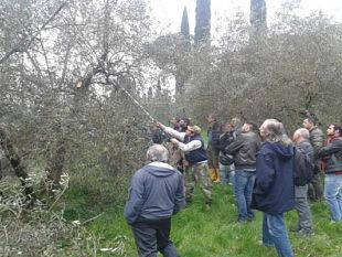 xylella-focolaio-in-toscana-lapprofondimento-di-confagricoltura