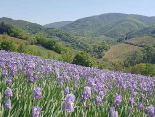 domeniche-di-primavera-al-profumo-dolio