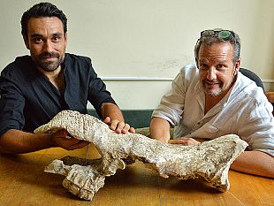 il-dente-di-rinoceronte-che-cambia-la-paleontologia