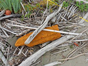 le-piante-acchiappa-plastica-a-difesa-delle-coste