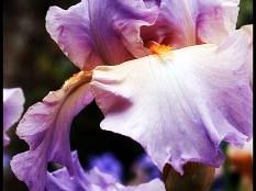 b005181543-il-giardino-dell-iris-a-piazzale-michelangelo