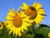 olio-di-semi-di-girasole-oh-mio-caro