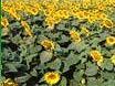 indentificata-la-mappa-genetica-del-girasole-in-simbiosi-con-un-fungo-benefico