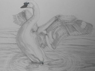 disegni-animali-della-stessa-materia-dei-segni