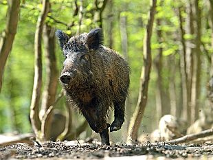 il-paradosso-del-cinghiale