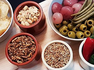 mangiare-insetti-pregiudizi-e-cose-da-sapere