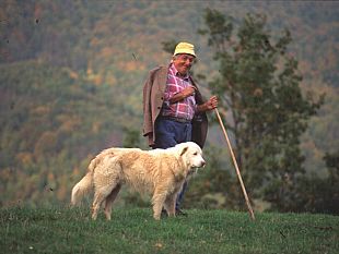 crisi-per-la-pastorizia-in-toscana