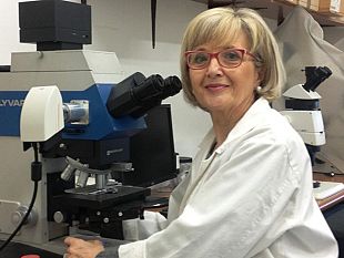 grano-duro-varieta-antiche-e-moderne-stessa-capacita-di-assorbire-i-nutrienti-dal-suolo