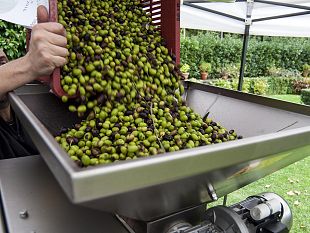 olio-dop-terre-di-siena-eventi-per-far-conoscere-la-qualita