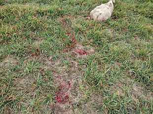 pienza-i-lupi-uccidono-due-pecore-in-pieno-giorno