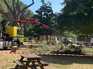 continua-labbattimento-dei-pini-in-piazza-edison