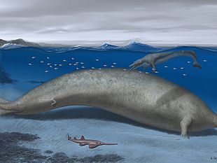 spedizione-in-peru-per-scoprire-lo-scheletro-del-cetaceo-gigante