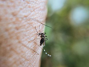 dengue-febbre-esotica-si-aggira-in-toscana
