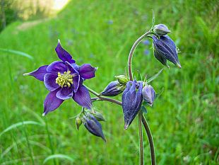 giornata-inaugurale-orto-botanico-forestale-abetone