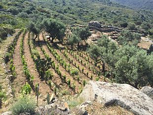 allisola-del-giglio-un-vino-di-vento-macchia-e-salsedine