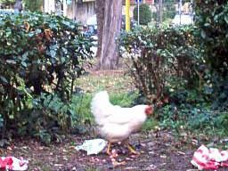 b101131827-diossina-le-asl-faranno-campionamenti-straordinari